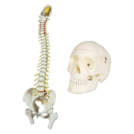 Anatomie-Set: Schdel 4-tlg. und Wirbelsule mit Bandscheibenvorfall