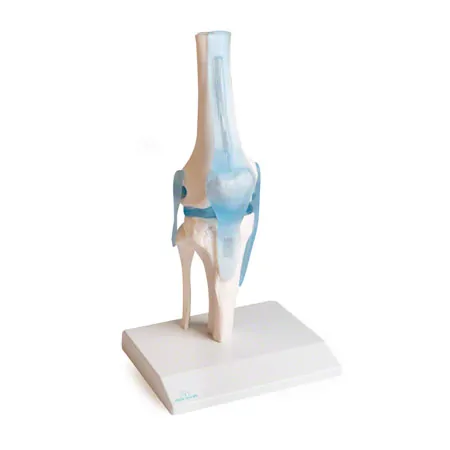 Anatomisches Modell Kniegelenk, LxBxH 13x13x40 cm