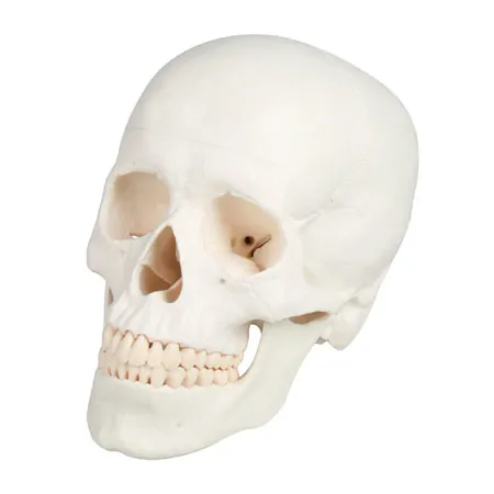 Anatomisches Modell Schdel, 4-tlg.