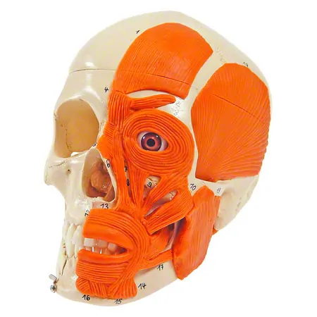 Anatomisches Modell Schdel mit Muskel, 3-tlg.