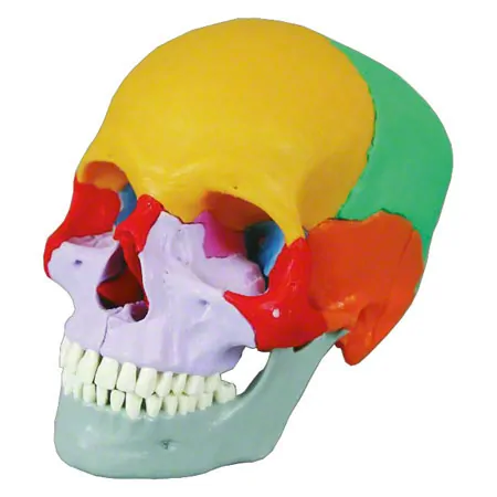 Anatomisches Modell Steckschdel, 18-tlg., bunt
