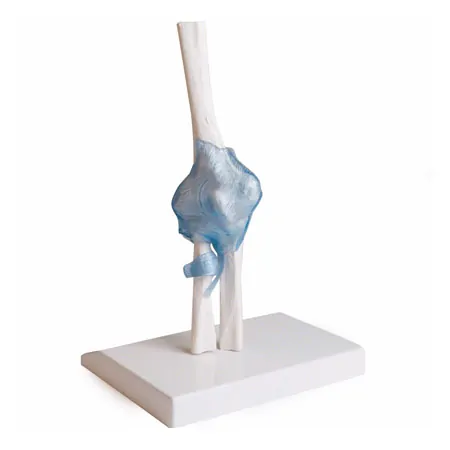 Ellenbogengelenk, LxBxH 13x13x37 cm