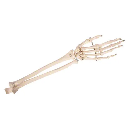 Handskelett mit Unterarm, beweglich