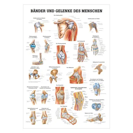 Lehrtafel Bnder u. Gelenke, LxB 100x70 cm