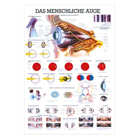 Lehrtafel Das Auge, LxB 100x70 cm