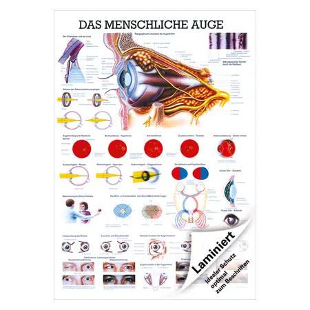 Lehrtafel Das Auge, LxB 100x70 cm