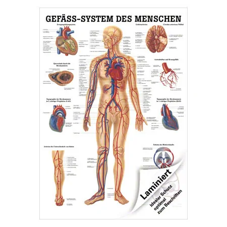 Lehrtafel Das Gefsystem, LxB 100x70 cm
