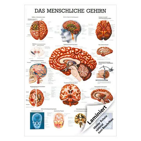 Lehrtafel Das Gehirn, LxB 100x70 cm