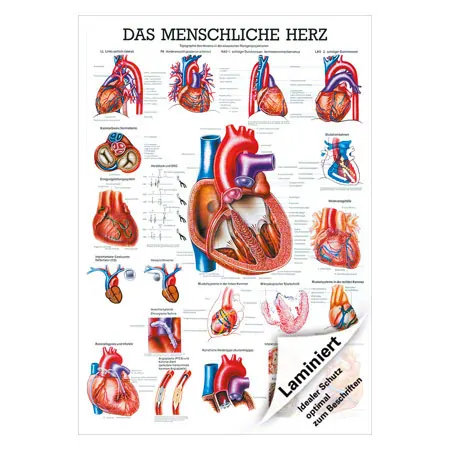 Lehrtafel Das Herz, LxB 100x70 cm