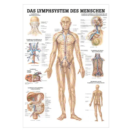 Lehrtafel Das Lymphsystem, LxB 100x70 cm