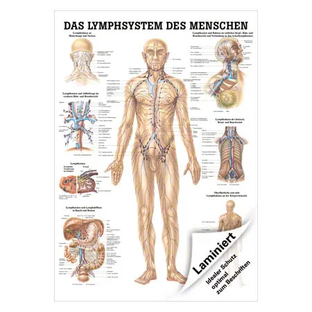 Lehrtafel Das Lymphsystem, LxB 100x70 cm