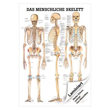 Lehrtafel Das menschliche Skelett, LxB 100x70 cm