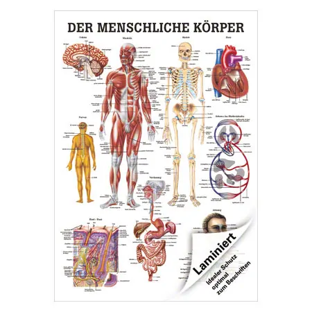 Lehrtafel Der menschliche Krper, LxB 100x70 cm