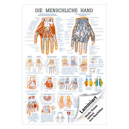 Lehrtafel Die Hand, LxB 100x70 cm