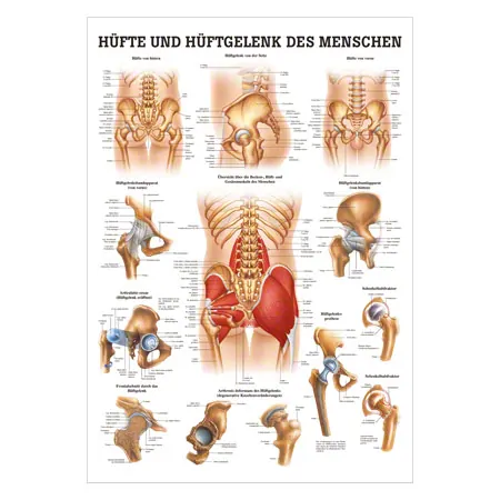 Lehrtafel Hfte und Hftgelenk, LxB 100x70 cm