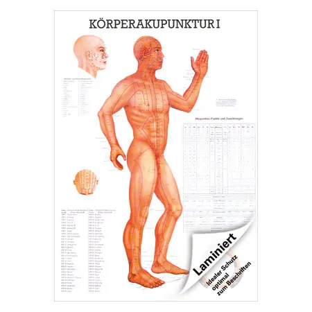 Lehrtafel Krperakupunktur I LxB 100x70 cm