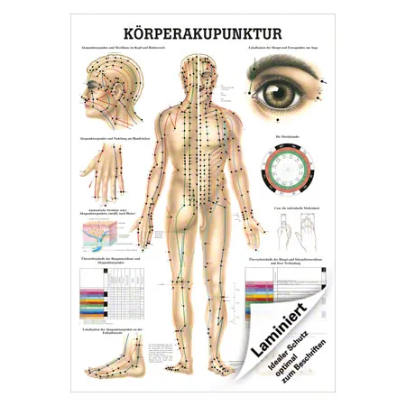 Lehrtafel Krperakupunktur, LxB 100x70 cm