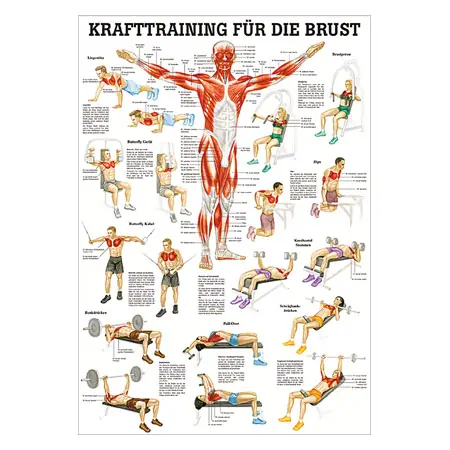 Lehrtafel Krafttraining Brust, LxB 100x70 cm