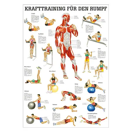 Lehrtafel Krafttraining Rumpf, LxB 100x70 cm