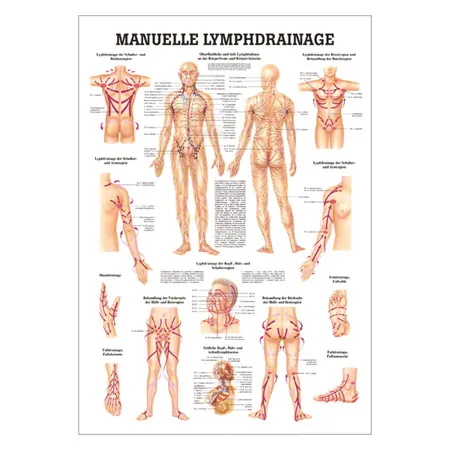 Lehrtafel Manuelle Lymphdrainage, LxB 100x70 cm