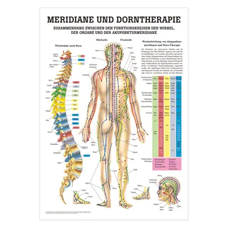 Lehrtafel Meridiane u. Dorn, LxB 100x70 cm