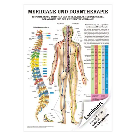 Lehrtafel Meridiane u. Dorn, LxB 100x70 cm