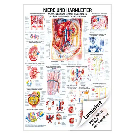 Lehrtafel Niere u. Harnleiter, LxB 100x70 cm