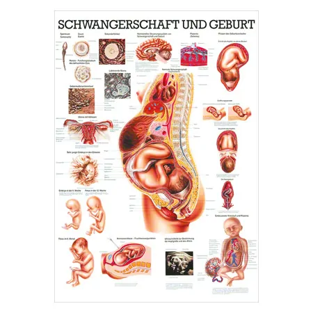 Lehrtafel Schwangerschaft u. Geburt, LxB 100x70 cm