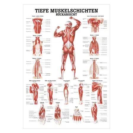 Lehrtafel Tiefe Muskelschichten-Rcken , LxB 100x70 cm