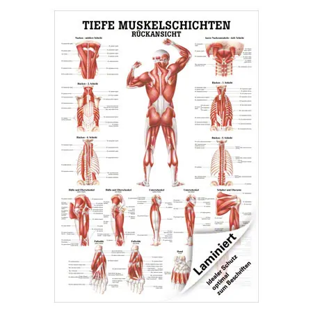 Lehrtafel Tiefe Muskelschichten-Rcken , LxB 100x70 cm