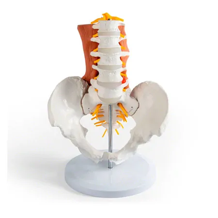 M�nnliches Becken mit LWS und Lendenmuskeln