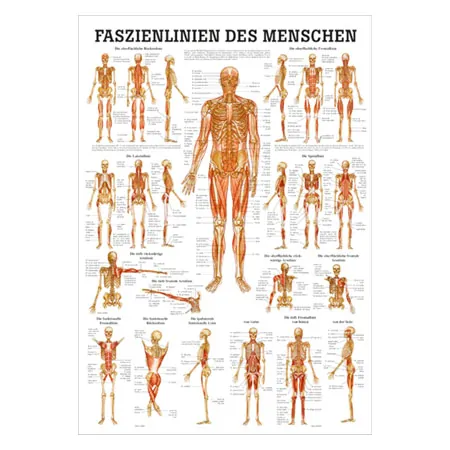 Mini-Poster Faszien des Menschen, LxB 34x24 cm