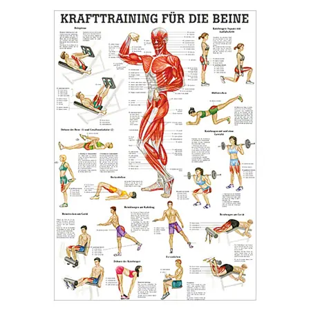 Mini-Poster Krafttraining Beine, LxB 34x24 cm