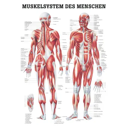 Mini-Poster Menschliches Muskelsystem, LxB 34x24 cm