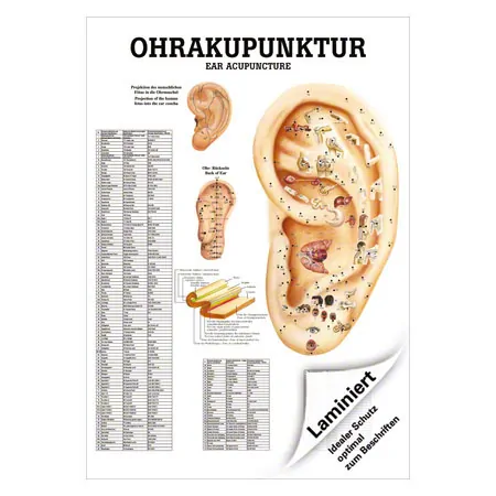 Mini-Poster Ohrakupunktur, LxB 34x24 cm