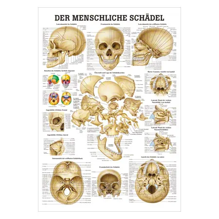 Mini-Poster Schdel und Schdelknochen, LxB 34x24 cm