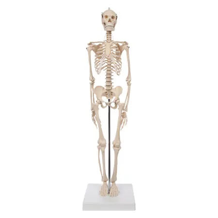Mini-Skelett inkl. Stativ, 65 cm