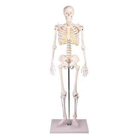 Mini-Skelett inkl. Stativ, 80 cm
