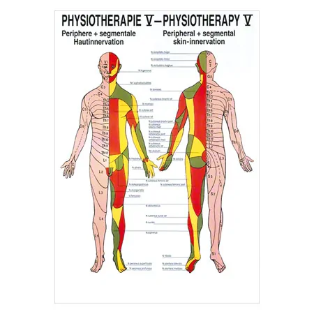 Poster Hautinnervation, LxB 70x50 cm