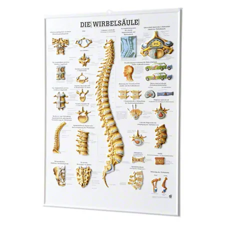 Relieftafel Die Wirbelsule, LxB 74x54 cm
