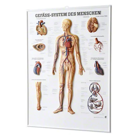 Relieftafel Gefsystem des Menschen, LxB 74x54 cm