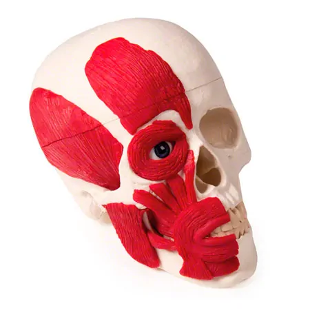 Schdel mit Muskeln, 3-tlg.