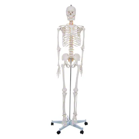 Schulskelett Hugo inkl. Stativ, 178 cm