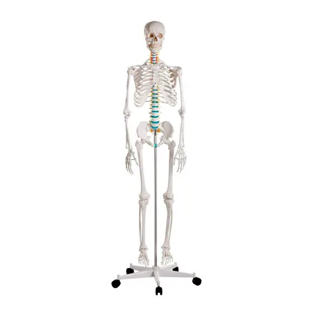 Skelett Standard inkl. Stativ, 178 cm