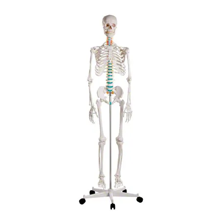 Skelett Standard inkl. Stativ, 180 cm