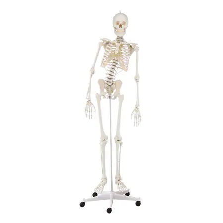 Skelett inkl. Stativ, 180 cm, flexibel