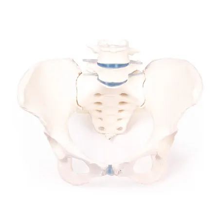 Weibliches Becken mit Kreuzbein und zwei Lendenwirbeln
