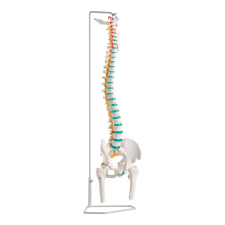 Wirbels�ule inkl. Stativ, 85 cm