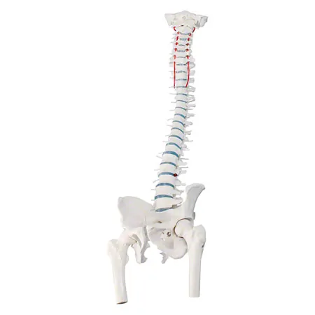 Wirbels�ule mit Bandscheibenvorfall inkl. Stativ, 80 cm