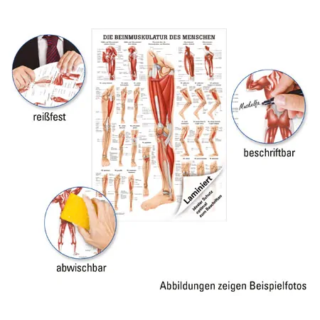Mini-Poster Die Beinmuskulatur, LxB 34x24 cm